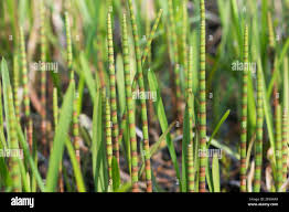 Attēlu rezultāti vaicājumam “Equisetum fluviatile”