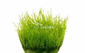 Attēlu rezultāti vaicājumam “Leptodictyum riparium”