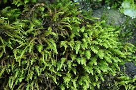 Attēlu rezultāti vaicājumam “Anomodon”