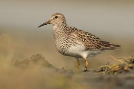 Image result for Calidris melanotos
