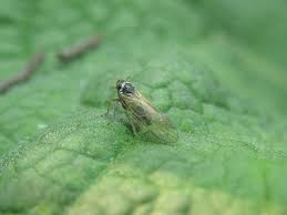 Attēlu rezultāti vaicājumam “Javesella pellucida”