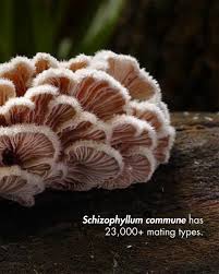 Attēlu rezultāti vaicājumam “Schizophyllum commune”