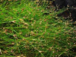 Attēlu rezultāti vaicājumam “Juncus bulbosus”