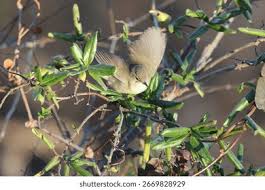 Attēlu rezultāti vaicājumam “Acrocephalus dumetorum”