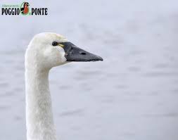 Attēlu rezultāti vaicājumam “Cygnus columbianus adult”