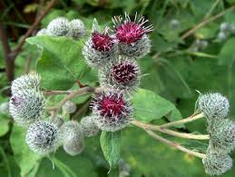 Attēlu rezultāti vaicājumam “Arctium tomentosum flower”