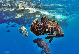 Image result for Lobotes surinamensis