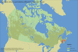 Attēlu rezultāti vaicājumam “Lachnellula willkommii”