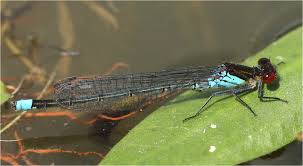 Attēlu rezultāti vaicājumam “Erythromma najas”