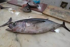 Image result for Thunnus alalunga