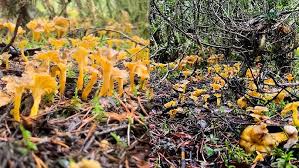 Attēlu rezultāti vaicājumam “Cantharellus lutescens”