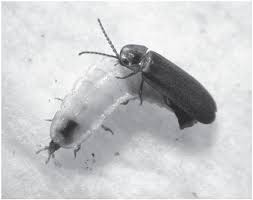 Attēlu rezultāti vaicājumam “Phosphaenus hemipterus male”