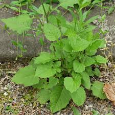 Attēlu rezultāti vaicājumam “Lapsana communis leaf”