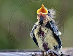 Attēlu rezultāti vaicājumam “Cyanistes caeruleus juvenile”
