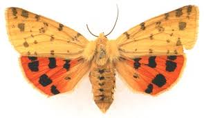 Attēlu rezultāti vaicājumam “Rhyparia purpurata”