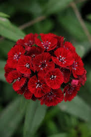 Attēlu rezultāti vaicājumam “Dianthus barbatus”