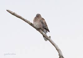 Image result for Streptopelia orientalis