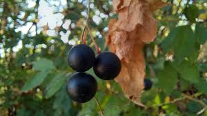 Attēlu rezultāti vaicājumam “Bryonia alba fruit”