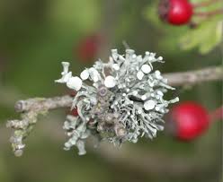 Attēlu rezultāti vaicājumam “Ramalina fastigiata”