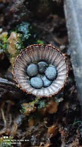 Attēlu rezultāti vaicājumam “Oligonema persimile macro”