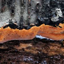 Attēlu rezultāti vaicājumam “Physisporinus sanguinolentus”