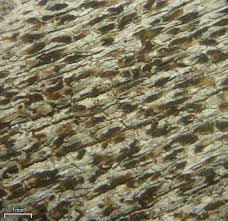 Attēlu rezultāti vaicājumam “Xylographa paralella”