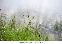 Attēlu rezultāti vaicājumam “Schoenoplectus lacustris subsp. lacustris”