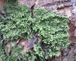 Attēlu rezultāti vaicājumam “Radula complanata sporophyte”