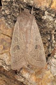 Attēlu rezultāti vaicājumam “Orthosia gracilis”