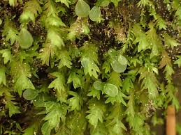 Attēlu rezultāti vaicājumam “Fissidens pusillus”