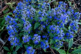 Attēlu rezultāti vaicājumam “Ajuga genevensis”