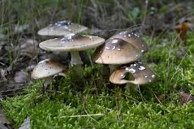 Attēlu rezultāti vaicājumam “Amanita pantherina”