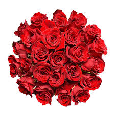 Image result for Red Rose Cc