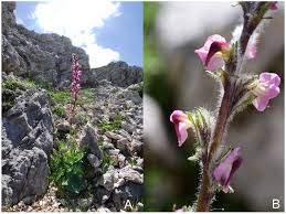 Attēlu rezultāti vaicājumam “Pedicularis palustris subsp. opsiantha”