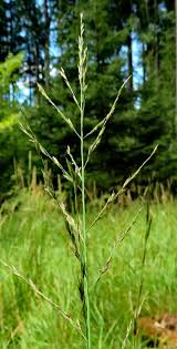 Attēlu rezultāti vaicājumam “Glyceria maxima”