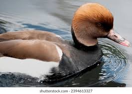 Image result for Netta rufina