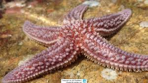 Image result for Asterias rubens