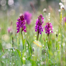 Attēlu rezultāti vaicājumam “Dactylorhiza majalis subsp. baltica flower”