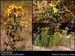 Attēlu rezultāti vaicājumam “Clusiaceae”