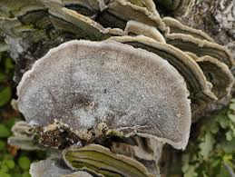 Attēlu rezultāti vaicājumam “Cerrena unicolor”