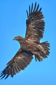 Attēlu rezultāti vaicājumam “Aquila pomarina”