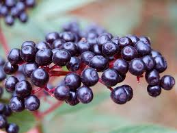 Attēlu rezultāti vaicājumam “Sambucus nigra fruit”