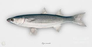 Image result for Liza ramada