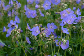 Image result for Geranium pratense