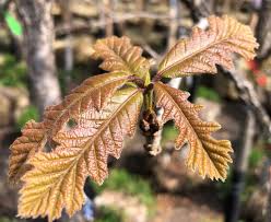 Attēlu rezultāti vaicājumam “Cribraria macrocarpa young”
