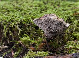 Attēlu rezultāti vaicājumam “Onnia triquetra”