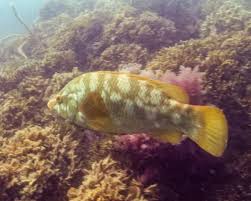 Image result for Labrus bergylta