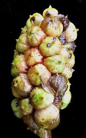 Attēlu rezultāti vaicājumam “Calla palustris fruit”