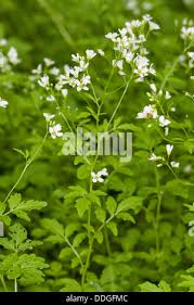 Attēlu rezultāti vaicājumam “Cardamine amara leaf”