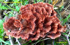 Image result for Podoscypha multizonata